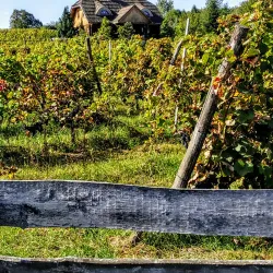Zielona Gora Vineyards and Wine Cellars - Zielona Gora