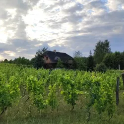 Zielona Gora Vineyards and Wine Cellars - Zielona Gora