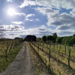 Zielona Gora Vineyards and Wine Cellars - Zielona Gora