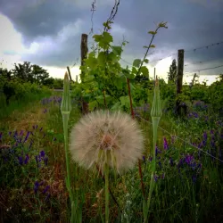 Zielona Gora Vineyards and Wine Cellars - Zielona Gora