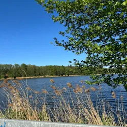 Staw Żorski (Zory Pond) - Zory (Źory)