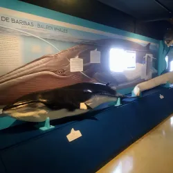 Museu do Mar - Cascais - Alcabideche