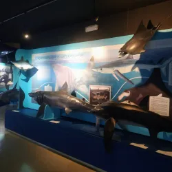 Museu do Mar - Cascais - Alcabideche