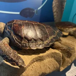 Museu do Mar - Cascais - Alcabideche