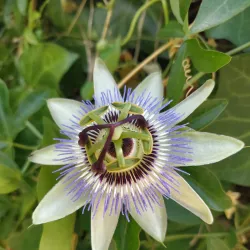 Quinta do Saldanha - Alcochete