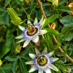 Quinta do Saldanha - Alcochete