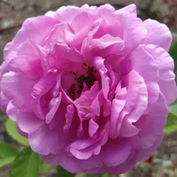 Quinta do Saldanha - Alcochete