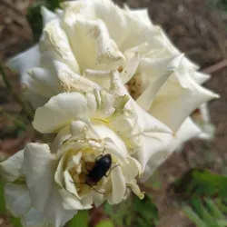 Quinta do Saldanha - Alcochete