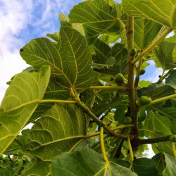 Quinta do Saldanha - Alcochete