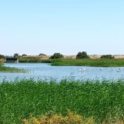 Tagus Estuary Natural Reserve - Alcochete