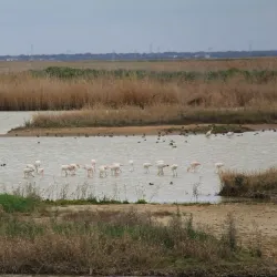 Tagus Estuary Natural Reserve - Alcochete