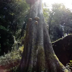 Parque Florestal de Amarante - Amarante