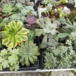 Mercado Municipal de Amora - Amora