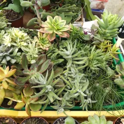 Mercado Municipal de Amora - Amora