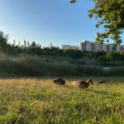 Parque da Paz - Amora