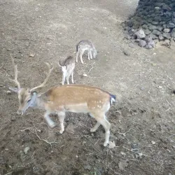 Monte Brasil - Angra do Heroismo