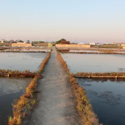 Salt Pans of Aveiro - Aveiro