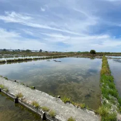 Salt Pans of Aveiro - Aveiro
