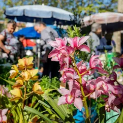 Barcelos Weekly Market (Feira de Barcelos) - Barcelos