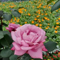 The Garden of Santa Barbara - Braga