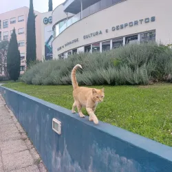 Centro Cultural de Carnaxide - Carnaxide