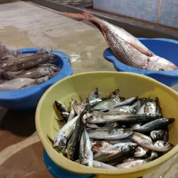 Mercado de Carnaxide - Carnaxide