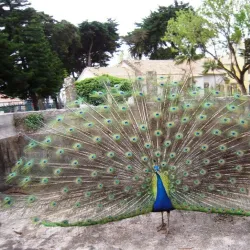Parque Marechal Carmona - Cascais
