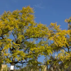 Botanical Garden of the University of Coimbra - Coimbra