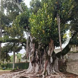 Botanical Garden of the University of Coimbra - Coimbra