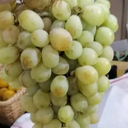 Mercado Municipal de Corroios - Corroios