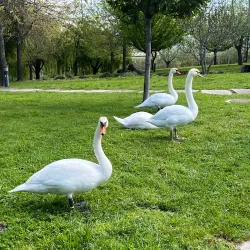 Jardim do Lago - Covilha