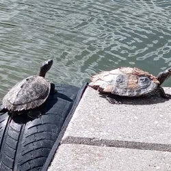 Jardim do Lago - Covilha