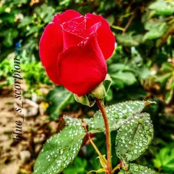 Mercado Municipal de Ermesinde - Ermesinde