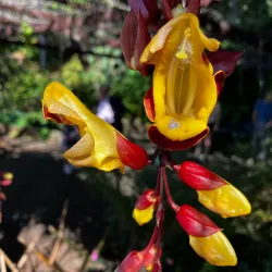 Madeira Botanical Garden - Funchal