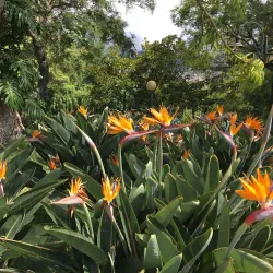Santa Catarina Park - Funchal