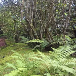 Fayal Botanical Garden (Jardim Botânico do Faial) - Horta