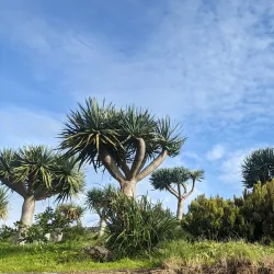 Fayal Botanical Garden (Jardim Botânico do Faial) - Horta