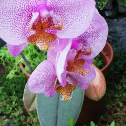 Fayal Botanical Garden (Jardim Botânico do Faial) - Horta