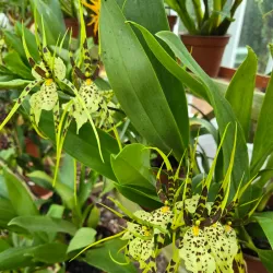 Fayal Botanical Garden (Jardim Botânico do Faial) - Horta