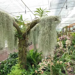 Fayal Botanical Garden (Jardim Botânico do Faial) - Horta