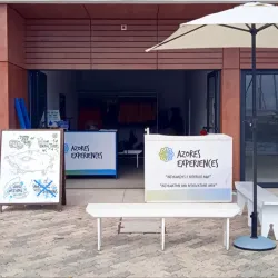 Whale Watching Tours - Horta