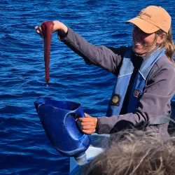 Whale Watching Tours - Horta