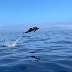 Whale Watching Tours - Horta