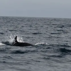 Whale Watching Tours - Horta