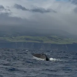 Whale Watching Tours - Horta