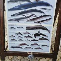 Whale Watching Tours - Horta