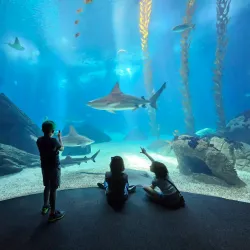 Lisbon Oceanarium (Oceanário de Lisboa) - Lisbon