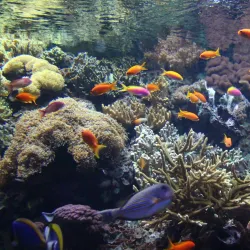 Lisbon Oceanarium (Oceanário de Lisboa) - Lisbon