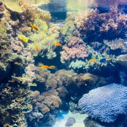 Lisbon Oceanarium (Oceanário de Lisboa) - Lisbon