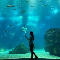 Lisbon Oceanarium (Oceanário de Lisboa) - Lisbon